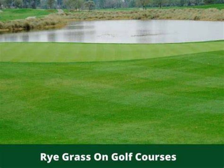 What Kind Of Grass Is Used On Golf Courses