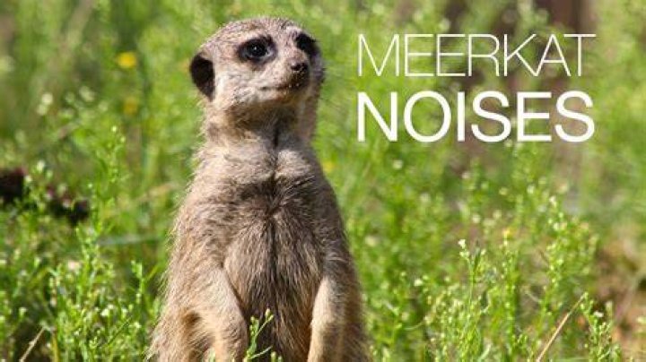 What Sound Does A Meerkat Make