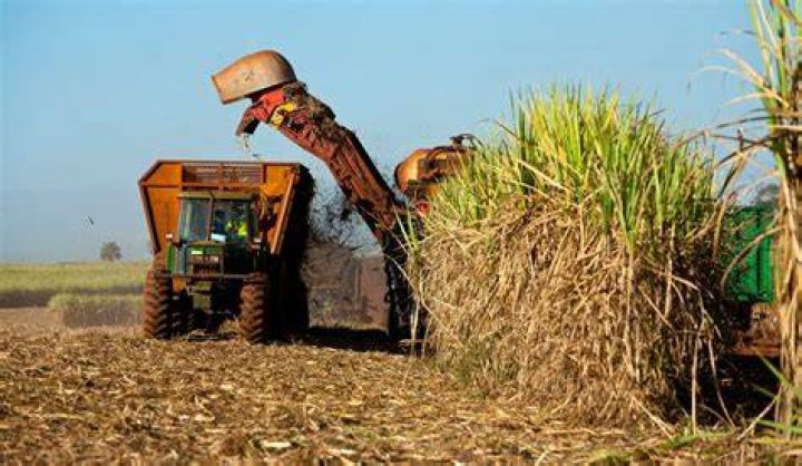 When Is Sugar Cane Harvested In Louisiana