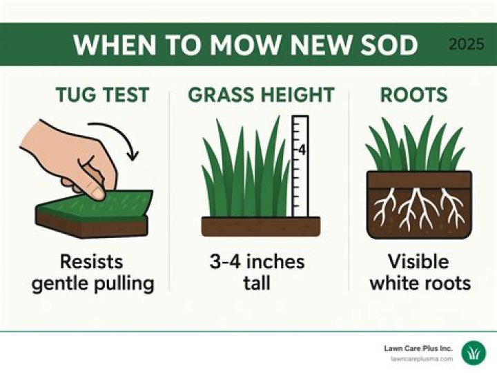 When to mow new sod