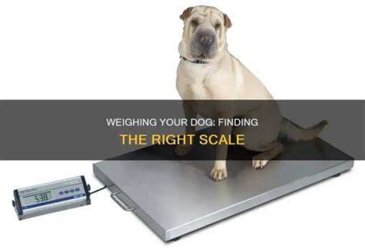 Where Can I Weigh My Dog