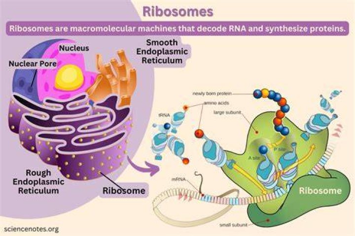 Which Cell Feature Transports Ribosomes