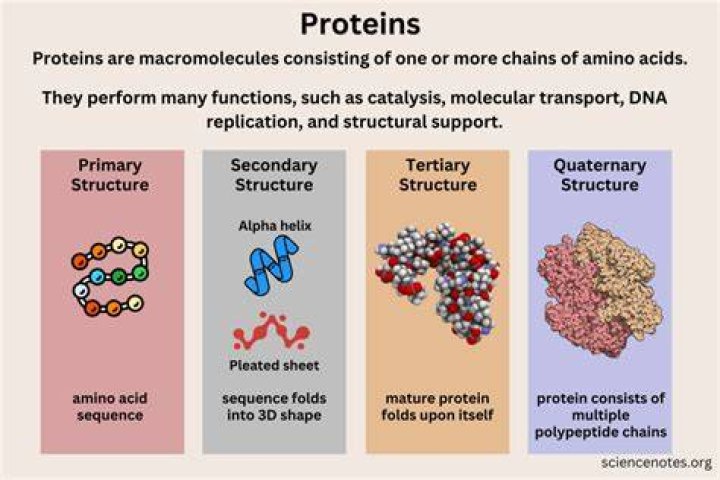 Which Of The Following Is Not A Function Of Proteins