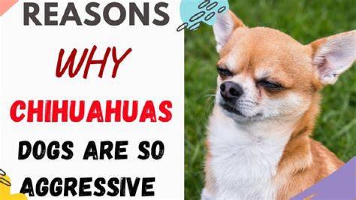 Why Are Chihuahuas So Mean