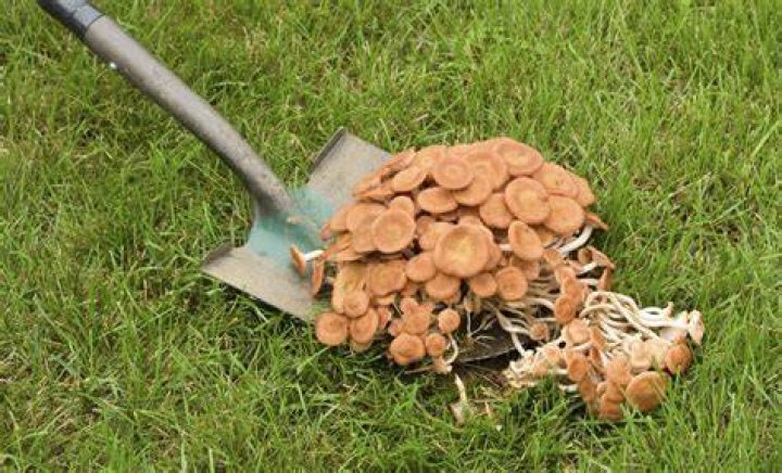 Why are mushrooms growing in my yard