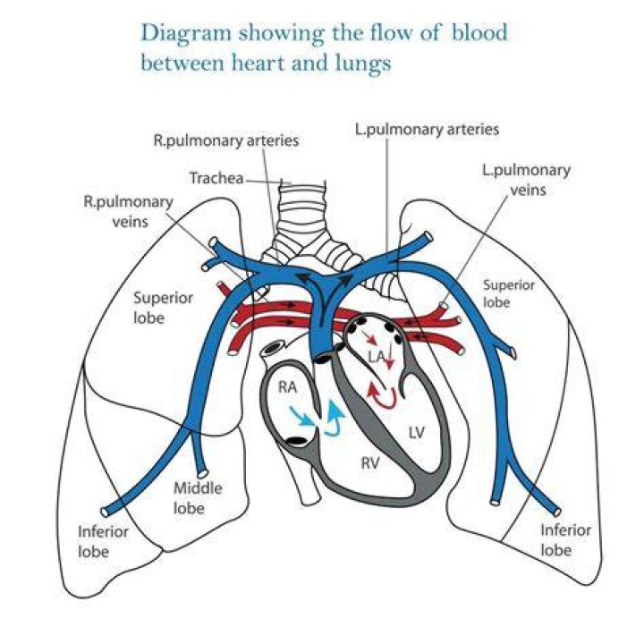 Why Are The Lungs Highly Vascularized