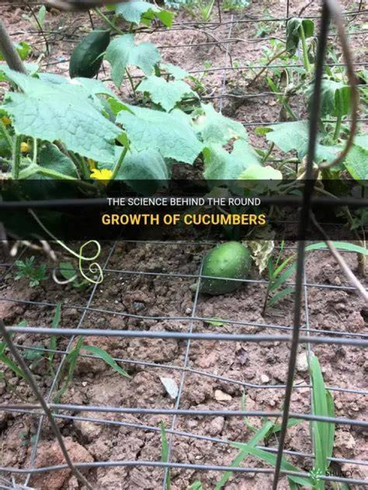 Why Cucumbers Grow Round - How To Discuss