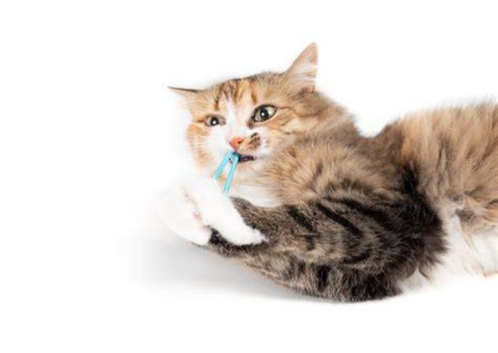 Why Do Cats Like Hair Ties
