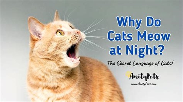 Why do cats meow at night