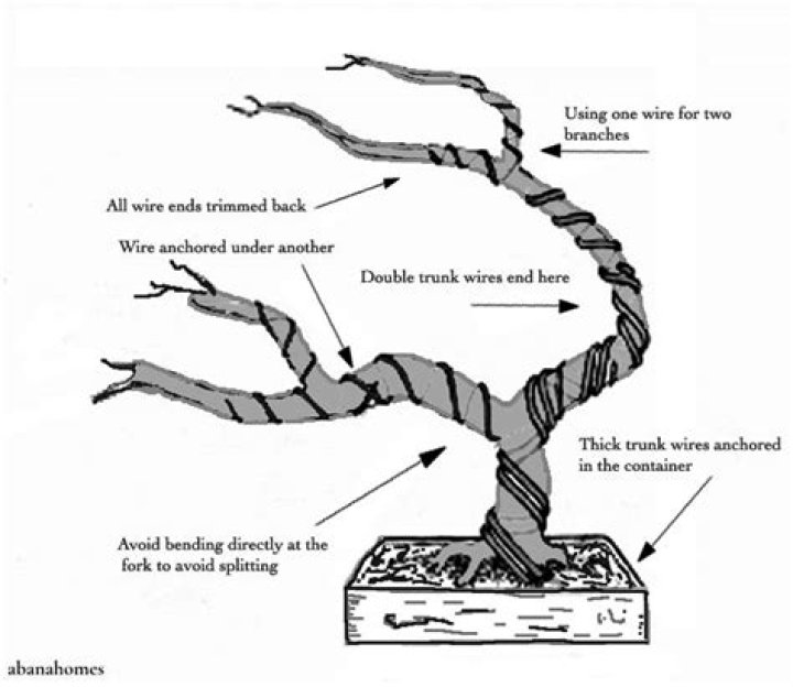 Wire bonsai tree - How To Discuss